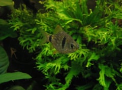 Individual from the Belgian aquarium trade.