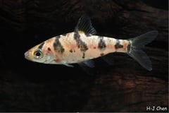 Adult male specimen.