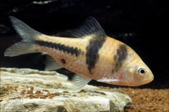 Subadult from the Singapore aquarium trade.
