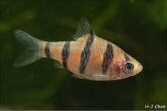 Adult female.