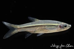 probable male specimen.