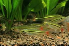 Like all rasboras this species is best maintained in numbers.