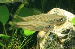 Adult pair, male at front.
