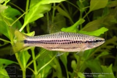 Rasbora cephalotaenia; this specimen was collected from Pulau Bintan (Bintan Island), just south of Singapore.