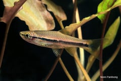 Wild specimen from Thailand.