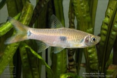 Rasbora elegans