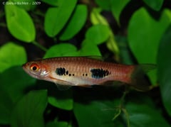 The dark markings on the body are quite variable in size and shape.