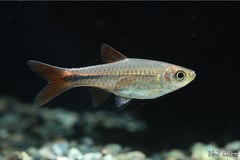 Probable female specimen.