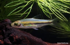 This species was formerly confused with R. bankanensis..