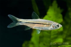 Rasbora paviana.