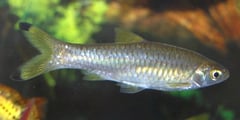 Rasbora rasbora.