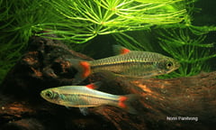 Adult pair, female upper.