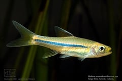 Rasbora sarawakensis from the Sungai (river) Sebat, western Sarawak, Borneo.