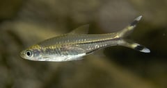 Adult, probably male, specimen of Rasbora trilineata.