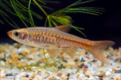Male of Rasbora vulcanus.