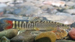 S. vinciguerrae from the Kasa (known as Ataran once it passes into Myanmar) River basin, western Thailand.