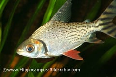 Semaprochilodus taeniurus juvenile
