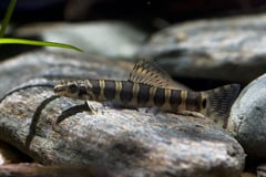 This species has 7-8 dark bars on each flank which are much wider than the pale interspaces between.