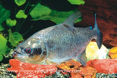Serrasalmus elongatus "black mask" adult