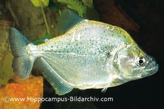 Serrasalmus geryi sub-adult