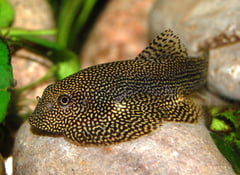 This is one of three species assigned to the now defunct genus Parasewellia by Nguyen and Nguyen (2005)...
