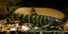 Subadult specimen.