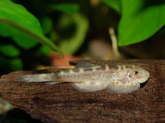 Pale specimen of S. wui.