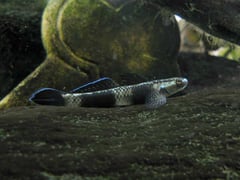 Adult male of S. pelewensis collected from the island of Palau.