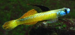 Dominant male specimen - yellow colour phase.