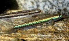 Pair of adult S. semoni collected from Goodenough Island, Milne Bay Province, Papua New Guinea. Male at front.