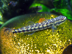 Adult female individual.