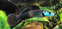 It's unclear whether the fishes seen here constitute a single species or not. This male is displaying full nuptial colouration.