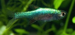 Male of Sundadanio axelrodi 'blue'.