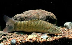 Adult specimen with typical body patterning.