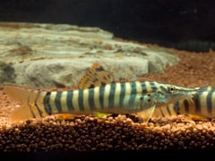 Subadult specimen - origin unknown.