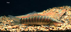 Subadult specimen.