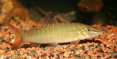 Subadult specimen.