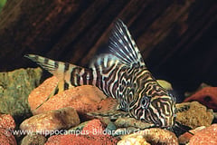 Synodontis aterrimus