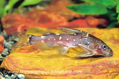 Synodontis contractus