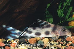 Synodontis decorus