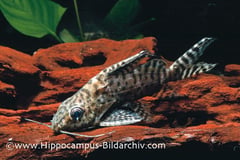 Synodontis eupterus subadult