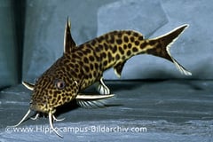 Synodontis polli