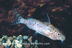 Synodontis robbianus