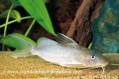 Synodontis schall