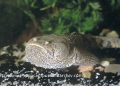 Thalassophryne amazonica