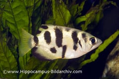 Toxotes chatareus juvenile