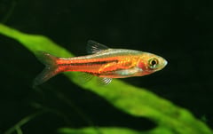 Well-conditioned adult male of Trigonostigma somphongsi.