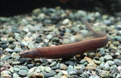 This species is much sought after by loach enthusiasts.