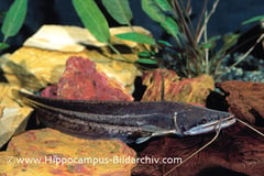 Juvenile of Wallago attu in an aquarium