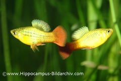 Xiphophorus variatus males